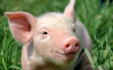 除环保外2017还有一项政策养猪人必须重视