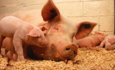 猪住肉孢子虫病的治疗