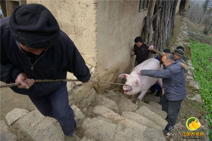 面对纯粮养的猪，许多城里人都想出高价买一块，但都被王老汉拒绝。