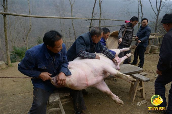 王述顺表示：“这猪宰杀了，决不会卖，会留一部分过年招待客人，其余的都会送给儿子、孙子吃。自己养的猪，自己放心。”