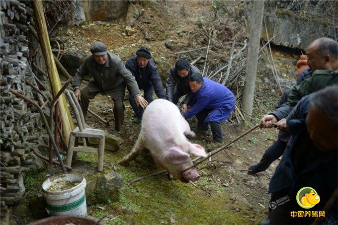 这头500多斤的猪，七旬老汉王述顺在山村养了近两年，平时都用自家种的玉米和山上的构树叶（当地俗称猪草）喂养。