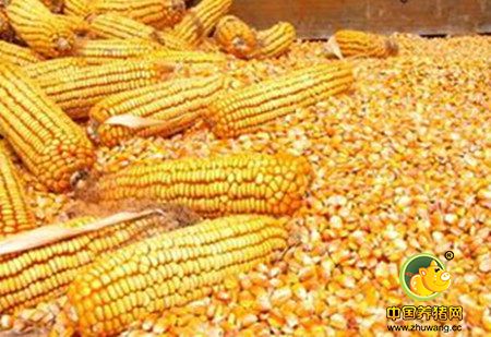 农业部：严防转基因玉米水稻大豆种子冒充非转基因