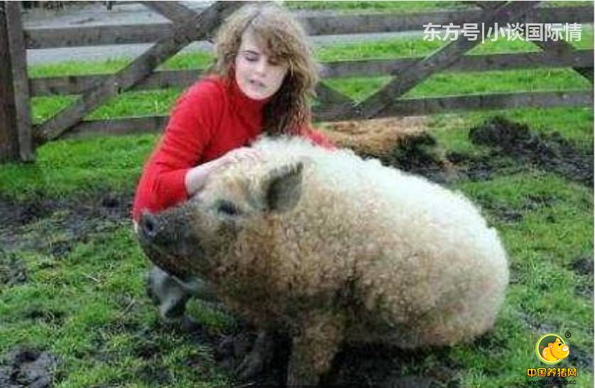 绵羊猪跟羊一样，它每年剪一次毛。