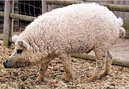"我可能看到了假的猪"——长的跟绵羊一样的猪！