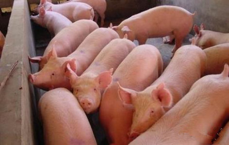 猪流行性腹泻的传播途径及防控策略