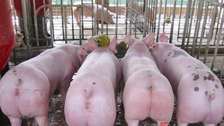 三种方法让育肥猪夏季快速增膘