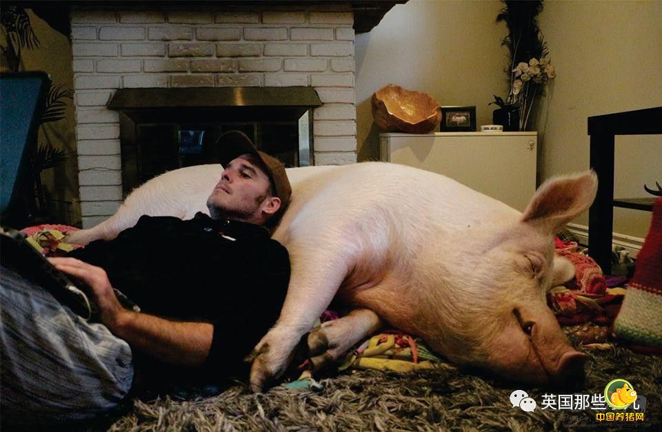 就连睡觉嘴角都挂着微笑…没事，跟家里的汪汪喵喵玩一玩。下雪了穿上漂亮的小衣服出去转转，过节了，和家人一起庆祝。眼看着Esther在这个家里，从一只脚小的猪崽儿，长成了一只茁壮的大猪，Steve和Derek感到非常欣慰…