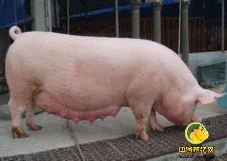 猪人工授精能够带来哪些利益？