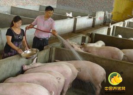 母猪和育肥猪饲养过程需要注意的问题
