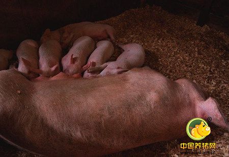 规模猪场造成母猪死胎率过高的的几种猪病