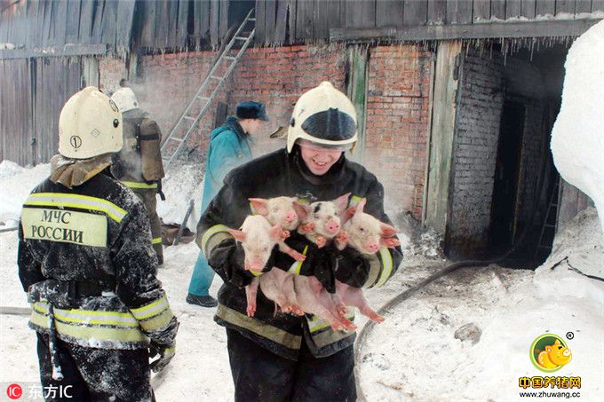 当地时间2017年1月21日，俄罗斯托木斯克，当地一私人养猪场发生火灾，消防员紧急救出近150头猪。