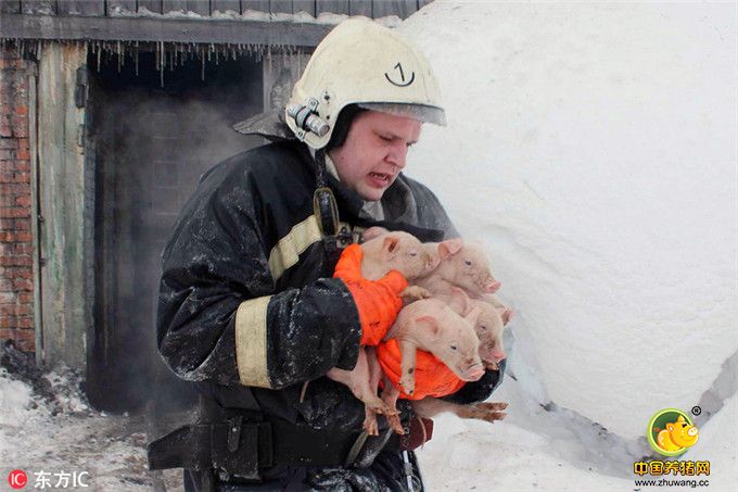 当地时间2017年1月21日，俄罗斯托木斯克，当地一私人养猪场发生火灾，消防员紧急救出近150头猪。