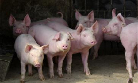 规模养猪场保育阶段猪只疾病的简单分析与防控