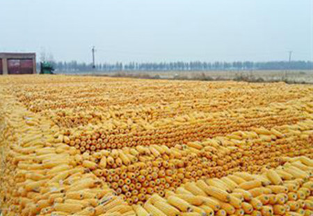 中国玉米去库存任重而道远