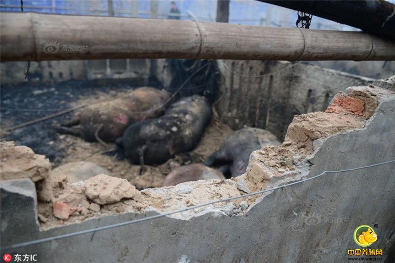 猪舍中的大小近百头生猪被大火活活烧死。