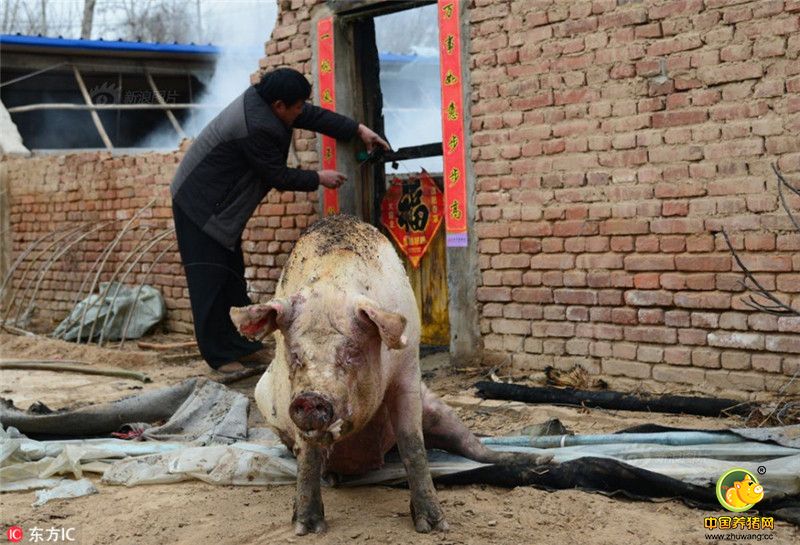 被烧的猪舍，一头活猪被救出，嘴里吐着白沫。