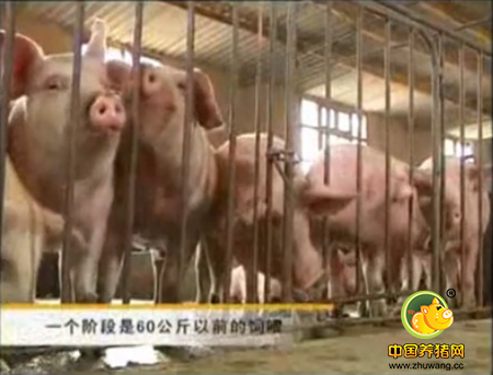 养猪技术，滇陆猪的育成猪育肥猪的饲养管理