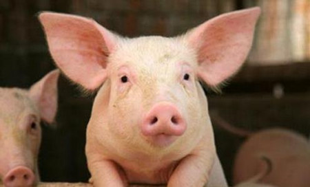 如何能让仔猪出生重大一些呢？介绍给你超实用的母猪攻胎技术！