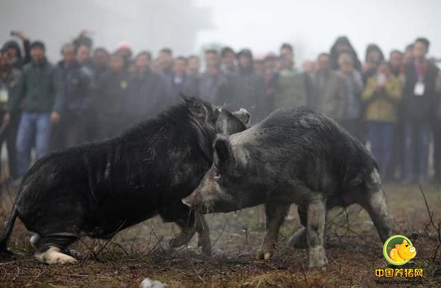 春节期间，丹寨县雅灰乡的黑毛猪养殖户们在雅灰村举办新春斗猪比赛，以特殊的形式欢度新春佳节。