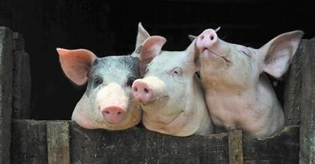 国家发改委：预计全年生猪价格总体呈高位趋降走势