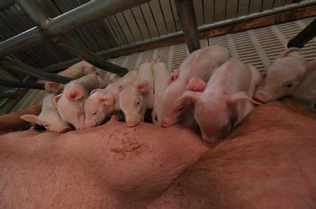 哪些饲料和药物对母猪有催情作用
