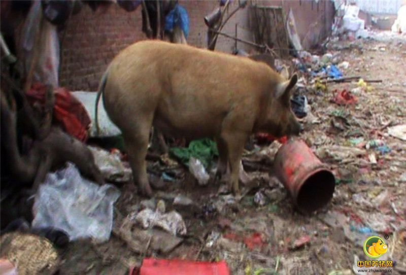 2017年2月6日，郑州市电厂路与化肥东附近，一处宽约6米，长50多米的胡同内“散养”着十多头肉猪。本来就不宽的胡同，堆积着各种生活垃圾，加之饲养者十多头活猪，使得过道内臭气熏天。