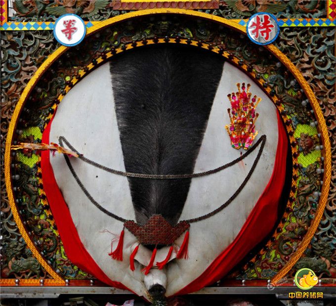 2017年2月2日，台湾新北市三峡区祖师庙举办神猪祭祀大典。退休公车司机刘进生饲养的1407台斤（约1688斤，1台斤=600克）大猪公赢得特等奖。
