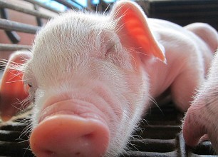 规模养猪场：仔猪保育综合保健技术