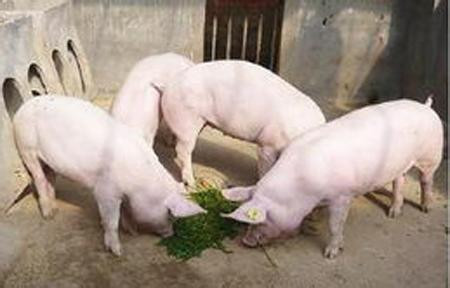 培育中系种猪需要改变的八大错误育种观念