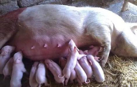 母猪流产的原因及预防措施