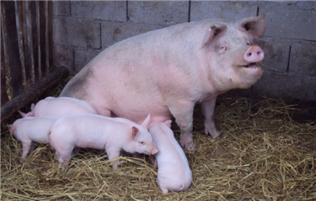 初产母猪不哺乳？仔猪不采食？