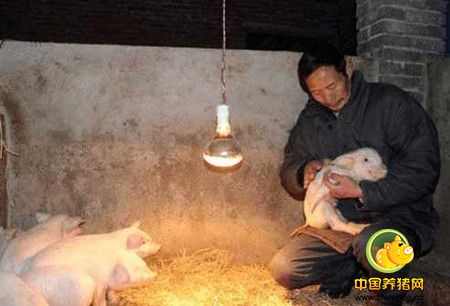 农村里家家户户养猪年代催生的五大职业