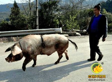 公猪养殖专业户，优质的公猪其实很少见，从而催生了一种专门养殖公猪的职业，在农村经常会看见有人赶着猪在路上走，而他们就是给其他农户帮忙的，当然也会收费。