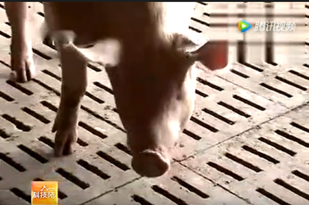 农村养猪新方法，如何让母猪下更多猪仔