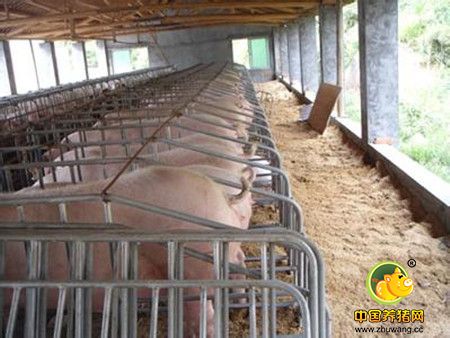 (1)开放式猪舍:建筑简单,节省材料,通风采光好,舍内有害气体易排出.