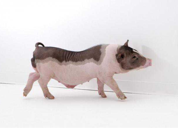 猪场研究：改善母猪管理可提高仔猪初生重442克