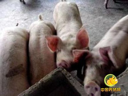 养猪场母猪临产前“三看一挤”