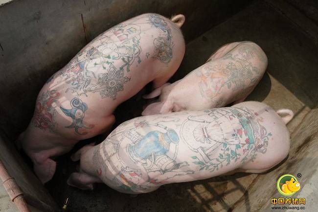 在北京顺义区的一家农场里，我们见到了这些“艺术”猪，它们背上背纹上了各种图案，有动物，人物，还有一些奢侈品牌的标志，这些都是比利时艺术家德威和他的伙伴们的杰作，从90年开始，德威就一直从事纹身的工作，直到近几年才在北京成立了自己的工作室。