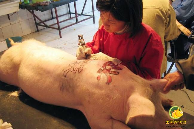 农场里约有百来头猪，有专业的纹身师给它们纹身，等到猪长大以后，把有纹身的猪皮出售或者制成标本再出售，照片是农场的纹身师在给猪纹身，这些猪在两三个月大的时候就要经历每星期2小时的纹身，一开始被打了麻药，它们感觉不到痛苦，但等到药效过后，猪就会痛的嗷嗷叫。