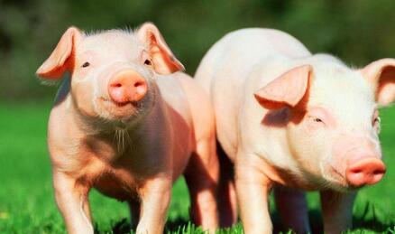 皮特兰种猪的管理及饲养技术的要点介绍