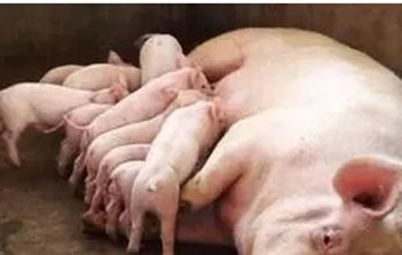 怎样缩短母猪产程与减少死胎发生，减少母猪生产中死胎的发生率