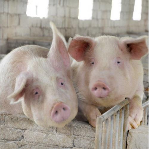 养殖场之种猪9大选育阶段