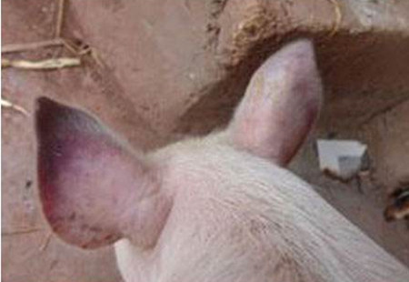 猪蓝耳病发生猪场后期综合防御措施