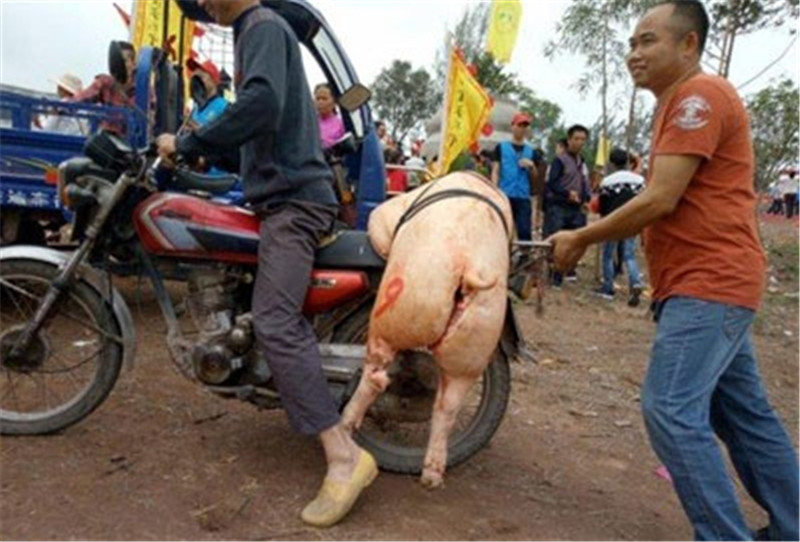据负责祭品摆放的义工说，他们10多人忙碌了一个早上才把村民们陆续送过来的全猪做好记号和顺序摆放。