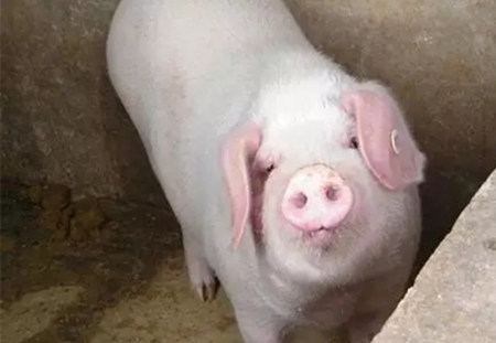 大北农预计2020年底基础母猪存栏量达到约50万头