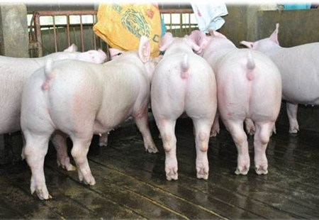 养猪场中后备母猪的挑选和管理细节