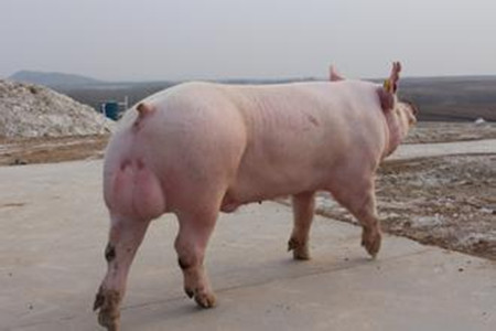规模化猪场中种公猪肠便秘的诊治