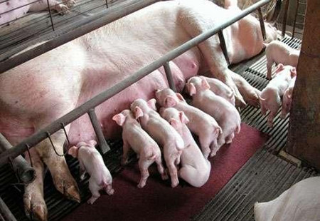 要想提高母猪产仔数需从哪些方面入手？