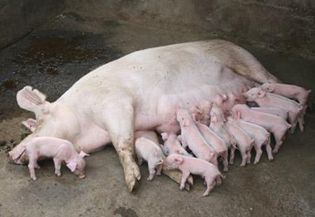 养猪场母猪无乳少乳，其七大表现您知道吗?