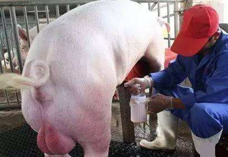 公猪精液质量的评估方法